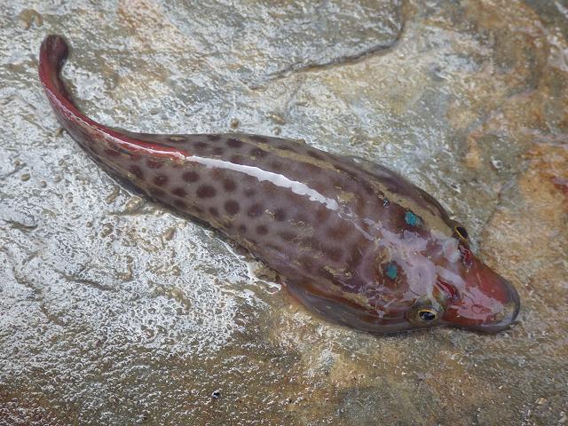 Lepadogaster purpurea Shore Clingfish or Cornish Sucker Rockpool Fish Images