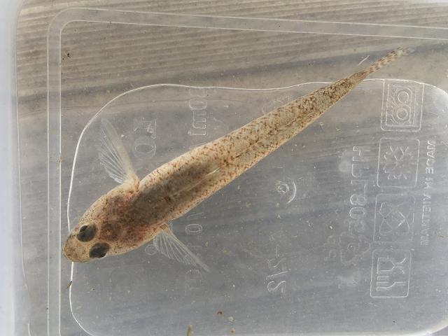 APHOTOMARINE - A photographic guide to aid the recognition and identification of Pomatoschistus pictus Painted Goby Rockpool Fish Images