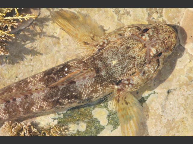 Gobius paganellus Rock Goby Rockpool Fish Images