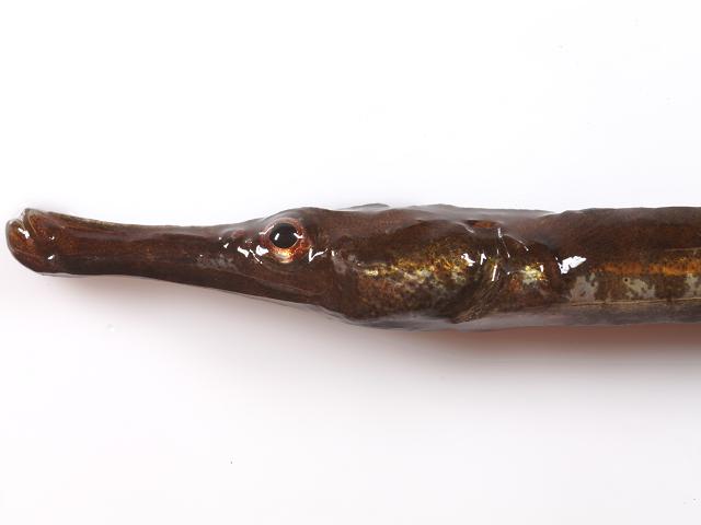 Syngnathus rostellatus Lesser Nilssons pipefish Rockpool Seafish fish Images