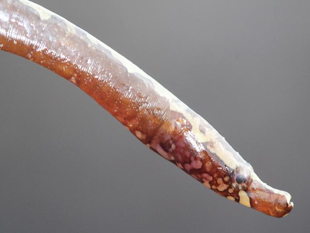 APHOTOMARINE - A photographic guide to aid the recognition and identification of Nerophis lumbriciformis Worm Pipefish Rockpool Fish Images