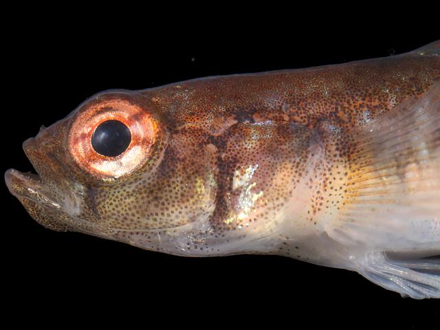 APHOTOMARINE - A photographic guide to aid the recognition and identification of Gobiusculus flavescens Two Spotted Goby Rockpool Fish Images