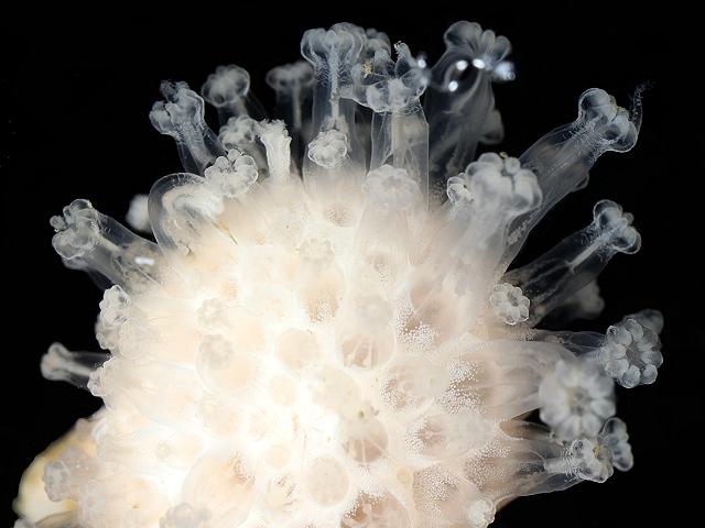 Alcyonium digitatum Dead mans fingers images
