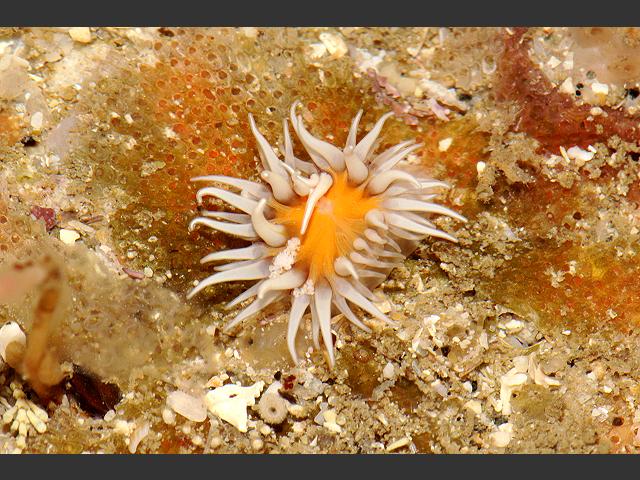 Actinothoe sphyrodeta Sandalled Anemone Sea Anemone Images