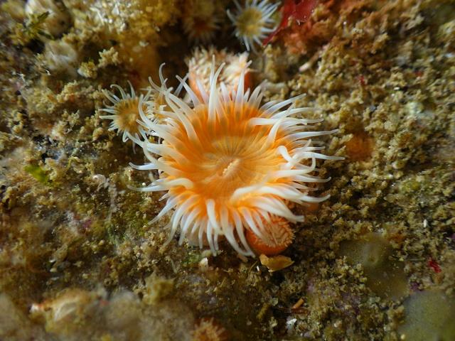 Cylista elegans syn Sagartia elegans Elegant sea anemone images