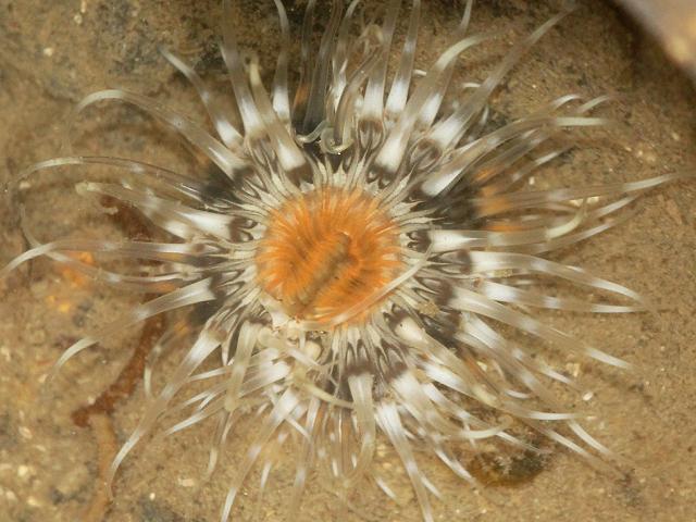 Cylista troglodytes syn Sagartia troglodytes Mud sagartia or Cave dwelling anemone images