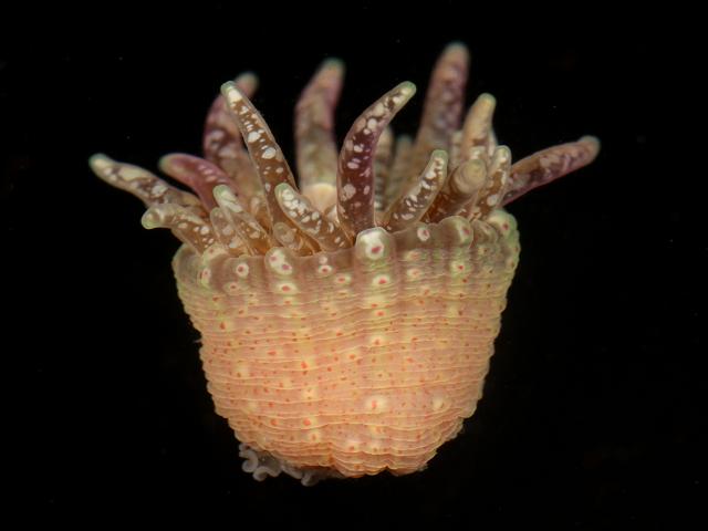 Anthopleura ballii Red Speckled Pimplet Anemone Sea Anemone Images