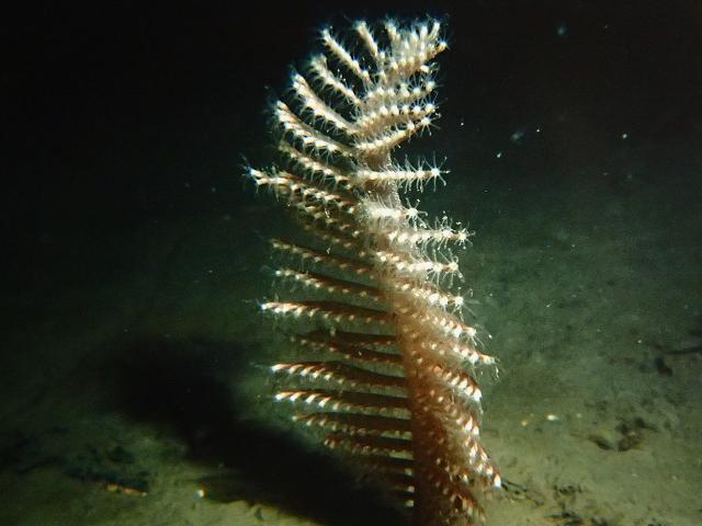 Pennatula phosphorea Phosphorescent sea pen anthozoa images