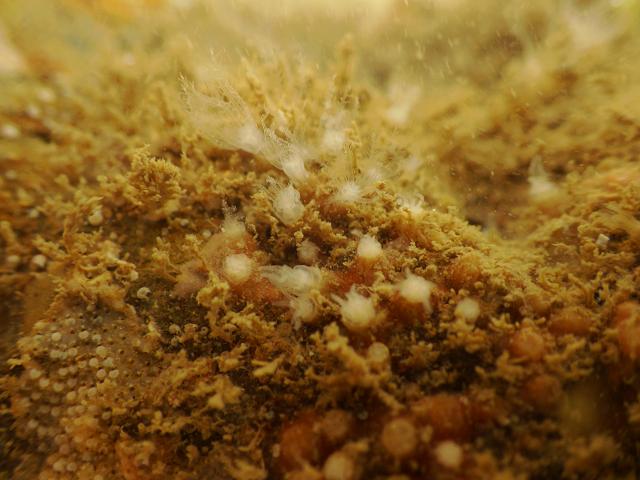 Sarcodictyon catenatum Clavulariidae anthozoa images