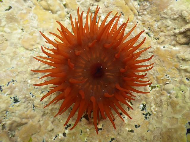 Actinia equina Beadlet Anemone various Sea Images