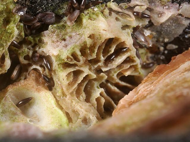 Astrangia poculata Northern Star Coral Stony Hard and Cup coral images