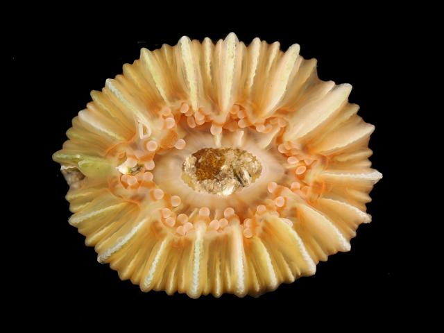 Caryophyllia smithii Devonshire Cup Coral Images from Hayle and Newlyn Cornwall