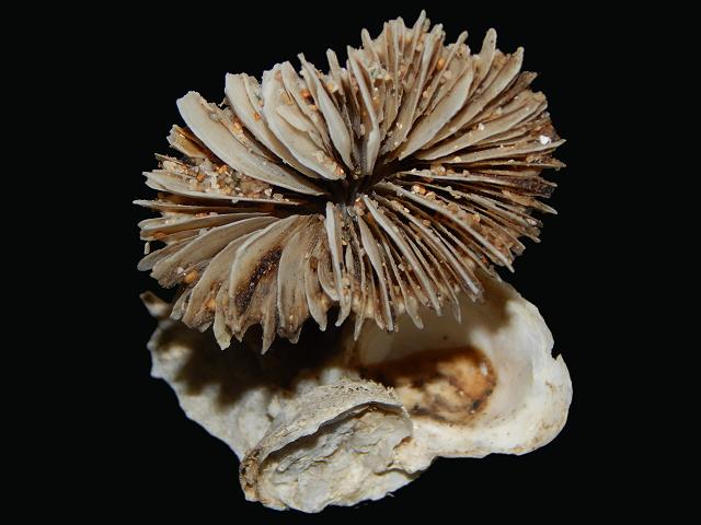 Desmophyllum dianthus Cockscomb cup coral cold water Stony images