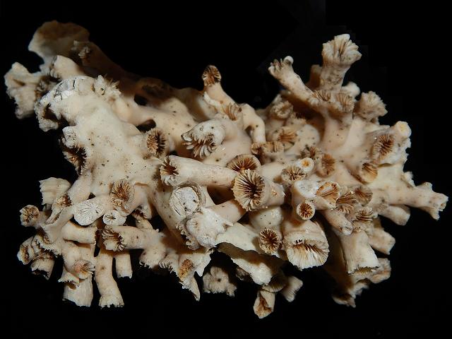 Lophelia pertusa cold water coral stony or scleractinian coral images