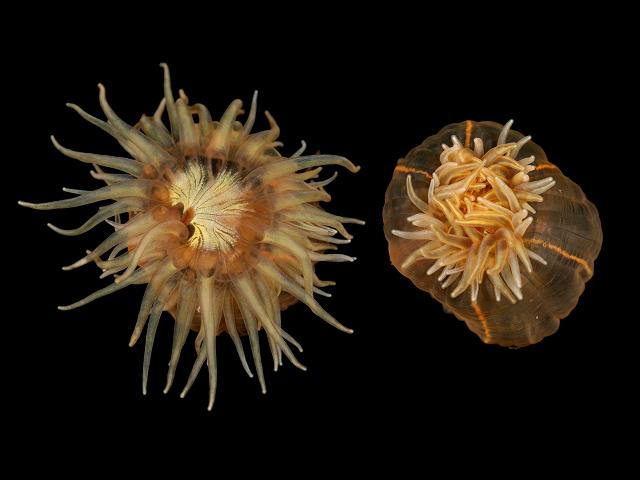 Haliplanella Diadumene lineata Orange striped Sea Anemone Images
