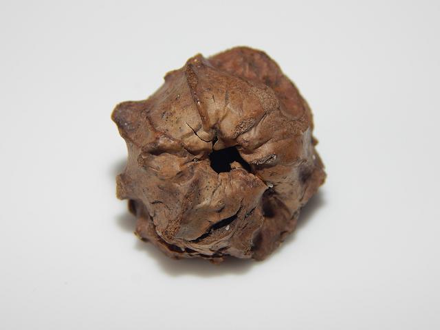 Andricus quercuscalicis Knopper Gall from oak acorn not Sea Bean Beans Seeds Images UK