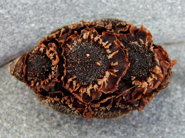 Woody asteraceae inflorescence species unknown Sea Beans and Seeds Images UK