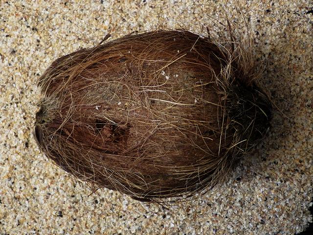 Cocos nucifera Coconut Palm Sea Beans and Seeds Images UK