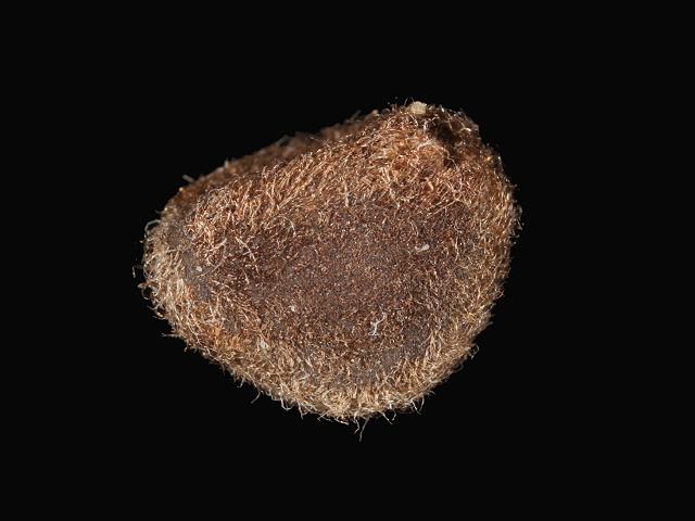 Ipomoea pes-caprae Railroad Vine or Beach Morning Glory Convolvulaceae seed Sea Bean Images UK
