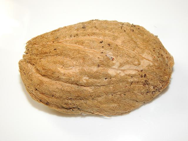 Mangifera indica Mango Sea Bean Beans Seeds Images UK