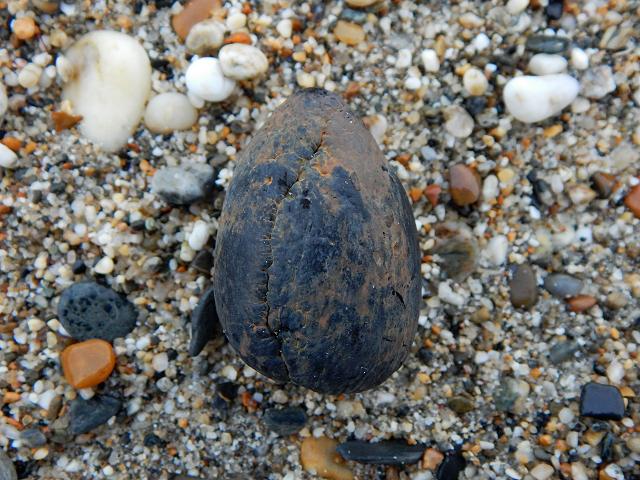 Persea americana Avocado Sea Beans and Seeds Images UK