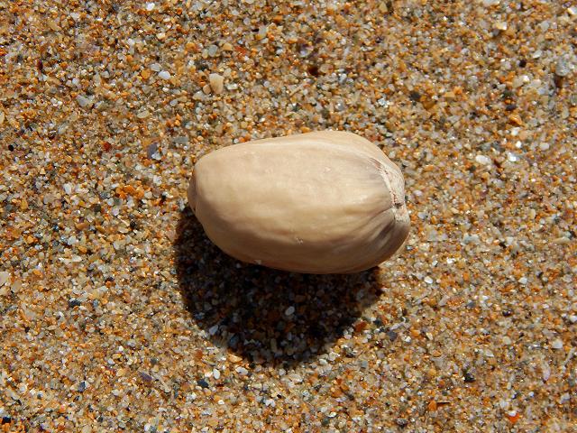 Pistacia vera Pistachio Nut Sea Beans and Seeds Images UK
