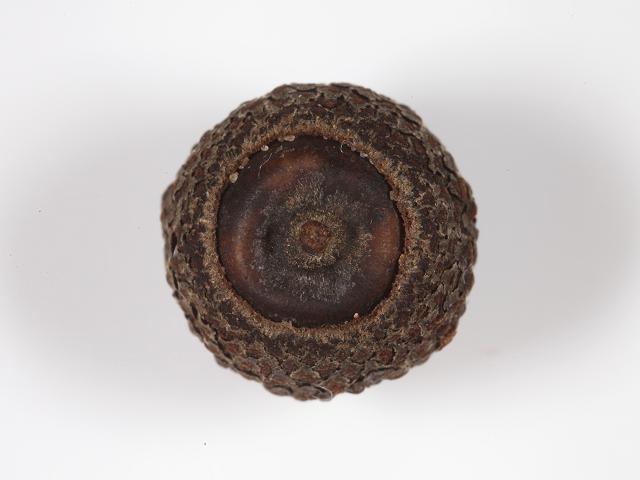 Quercus species robur Oak acorns tree Sea Beans and Seeds Images UK
