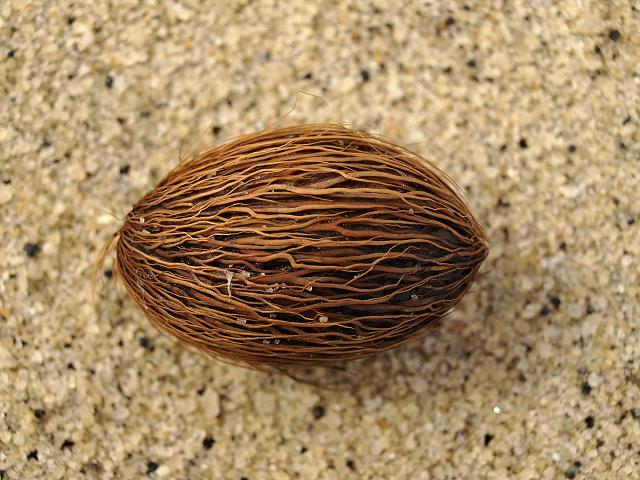 Cerbera odollam Buddha Plant Suicide tree Pong pong and Othalanga Sea Beans and Seeds Images UK