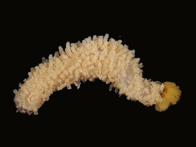 Sea Gherkin Cucumber plates juvenile Holothurian Images