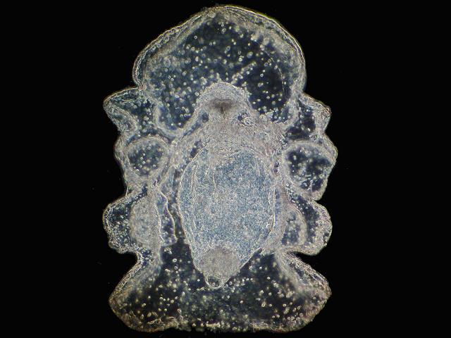 Oestergrenia digitata auricularia Sea Cucumber Holothurian Images
