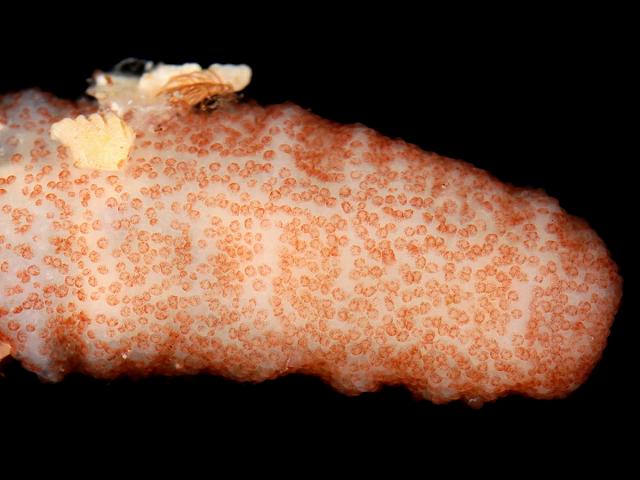 Oestergrenia digitata auricularia Sea Cucumber Holothurian Images