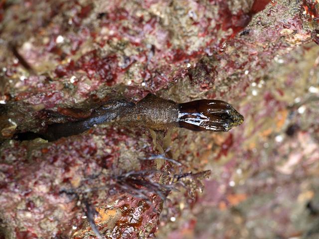 Aslia lefevrei Brown sea cucumber Gherkin spicules Holothurian Images