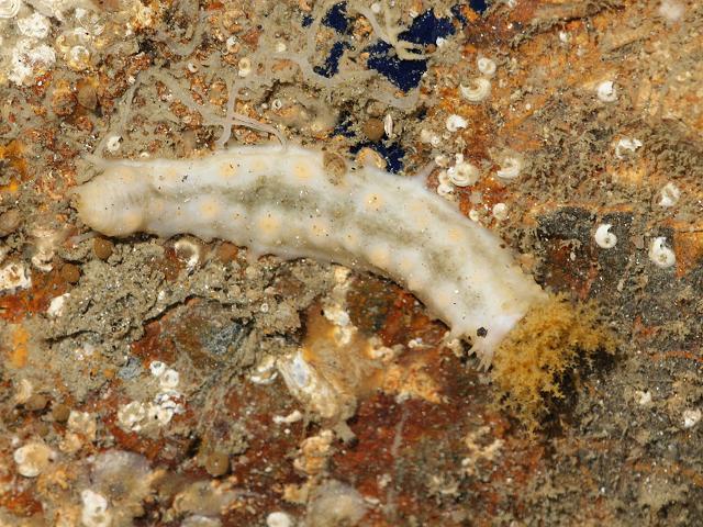 Pawsonia saxicola Sea Gherkin Holothurian Images
