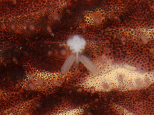 Anchistrotos zeugopteri Copepod parasite or Sea louse of Common Topknot Images