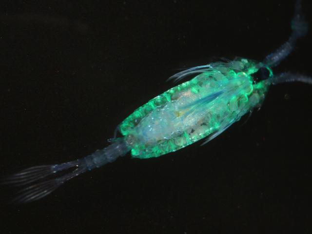 Anomalocera patersoni male neustonic copepod images
