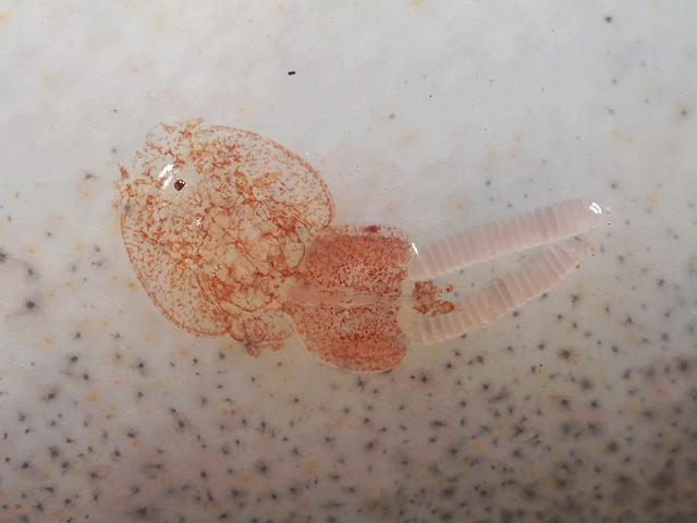 Caligus brevipedis Sea louse Copepod Gaidropsarus mediterraneus Images
