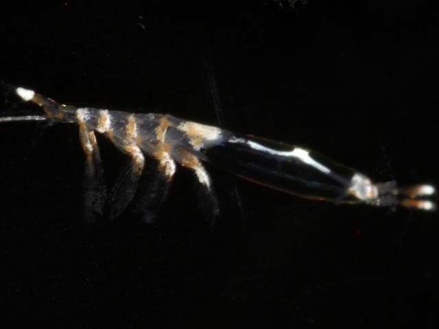 Cymbasoma species Monstrillidae Monstrillid copepod images