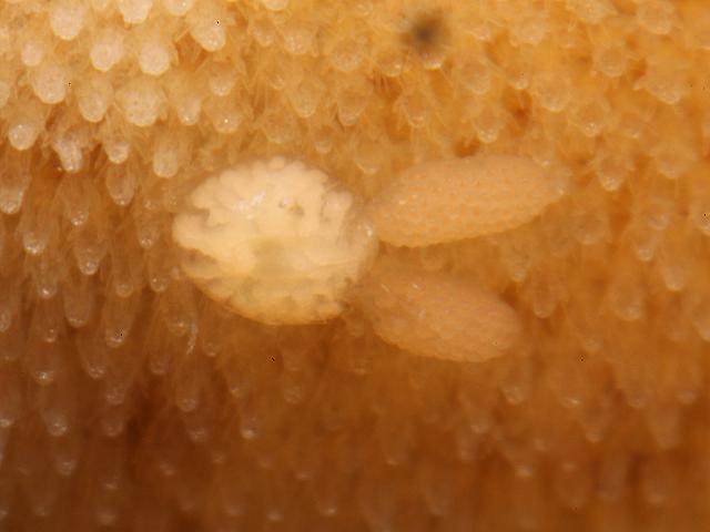 Doridicola aff. agilis parasitic copepod nudibranch images