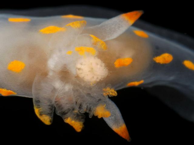 Ectoparasitic copepod genus Doridicola Anthessius nudibranch Polycera quadrilineata Images