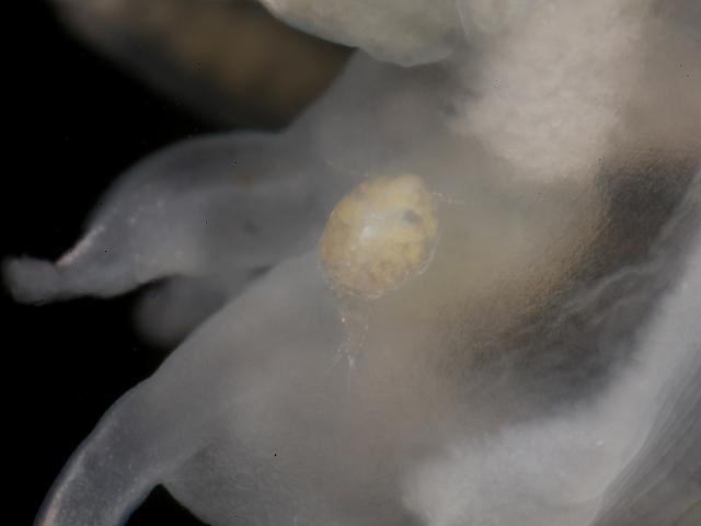 Unidentified copepod on nudibranch Eubranchus farrani images