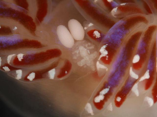 Unidentified copepod on nudibranch Facelina auriculata Images