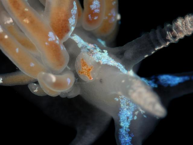 Unidentified copepod on nudibranch Facelina auriculata Images