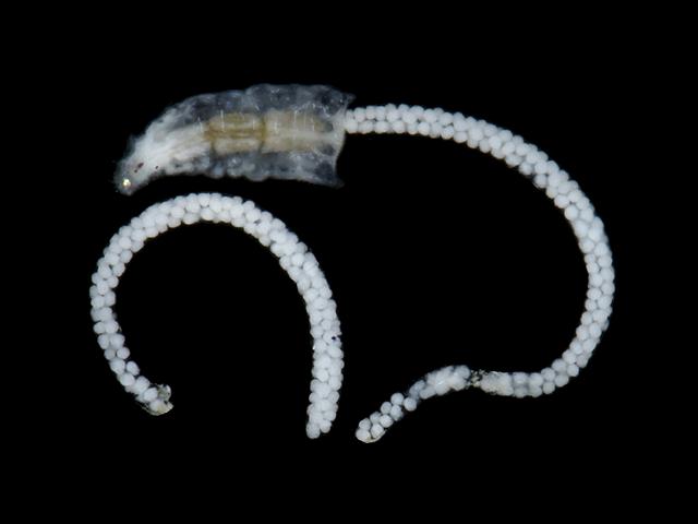 Haplostoma eruca botryllophilid botryllophilidae copepod images