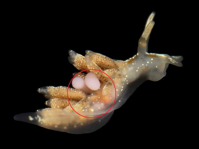 Lomanoticola brevipes splanchnotrophid copepod splanchnotrophidae on nudibranch Trinchesia foliata Images
