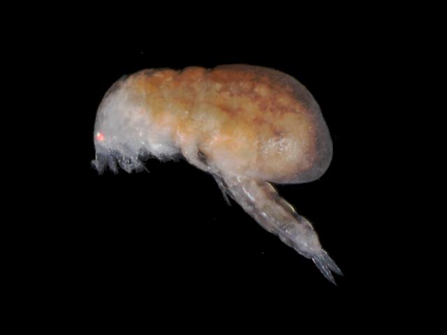 Notodelphyidae notodelphyid Newlyn Marina parasitic copepod Images