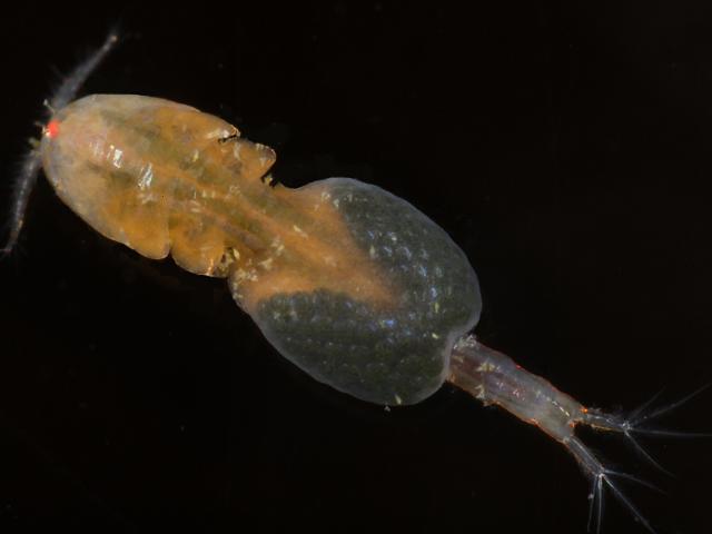 Notodelphys cf caerulea Notodelphyid commensal copepod Images