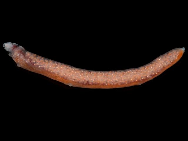 Ophioseides cardiocephalus notodelphyid copepod endoparasite endoparasitic parasite of sea squirts tunicates copepoda images