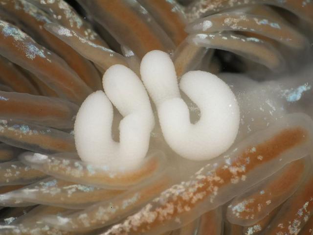 Lomanoticola brevipes Splanchnotrophid Endoparasitic copepod Splanchnotrophidae nudibranch Images