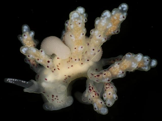 Lomanoticola brevipes Splanchnotrophid Endoparasitic copepod Splanchnotrophidae Doto species nudibranch Images
