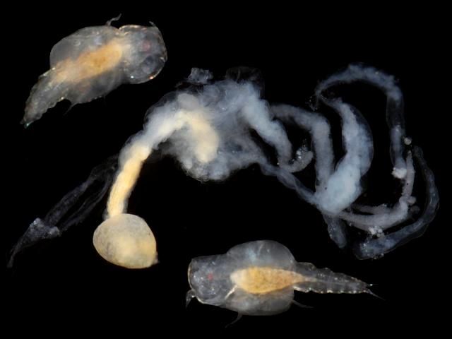 Splanchnotrophus gracilis Splanchnotrophid Endoparasitic copepod Splanchnotrophidae nudibranch Images